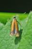 333730 – Photo : Oryctes – France (59)